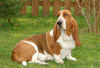 Basset Hound Hund