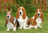 Basset Hound Hund