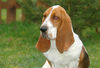 Basset Hound Hund