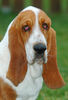 Basset Hound Hund