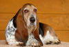 Basset Hound Hund