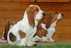 Basset Hound Hund