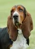 Basset Hound Hund