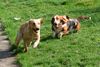 Basset Hound Foto: Die rasende Loonah (ID 45777) Basset Hound Hund