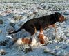 Basset Hound Hund