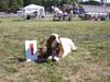 Basset Hound Foto: Basset hound - kennel Moravia Bray (ID 5546) Basset Hound Hund