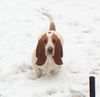Basset Hound Hund