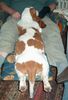 Basset Hound Hund
