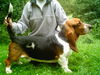 Basset Hound Hund