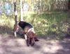 Basset Hound Foto: DAS IST DER BALDY MIT 1 JAHR (ID 5157) Basset Hound Hund