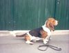 Basset Hound Foto: DAS IST DER BALDY MIT 1 JAHR (ID 5156) Basset Hound Hund