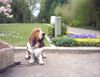 Basset Hound Foto: BALDY-SCHLAF HUND (ID 3739) Basset Hound Hund