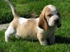 Basset Hound Hund