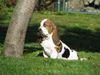 Basset Hound Hund