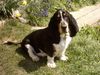 Basset Hound Hund