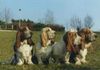 Basset Hound Foto: Baset hound - Moravia Bray Czech republik (ID 5373) Basset Hound Hund