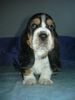 Basset Hound Foto: Kennel MORAVIA BRAYJackie (ID 6371) Basset Hound Hund