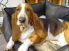 Basset Hound Hund