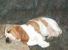 Basset Hound Foto: Quine Moravia Bray (ID 9275) Basset Hound Hund