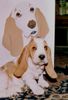 Basset Hound Foto: Quine Moravia Bray (ID 9274) Basset Hound Hund