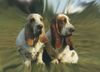 Basset Hound Foto: Basset hound - kennel Moravia Bray (ID 5372) Basset Hound Hund