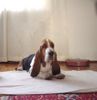 Basset Hound Hund