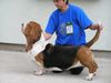 Basset Hound Hund