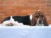 Basset Hound Foto (ID 5778) Basset Hound Hund