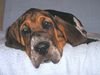 Basset Hound Foto: Casper Moravia Bento (ID 5779) Basset Hound Hund