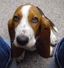 Basset Hound Foto: Loonah, geb. 1.7.2003 (ID 8022) Basset Hound Hund