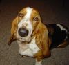 Basset Hound Hund