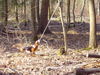 Basset Hound Foto: Loonah bei der Arbeit im Wald (ID 41589) Basset Hound Hund
