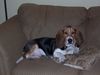 Basset Hound Hund