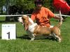 Basset Hound Hund