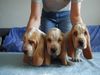 Basset Hound Foto: kennel Moravia Bray (ID 5152) Basset Hound Hund