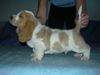 Basset Hound Foto: Kennel Moravia Bray Quentin (ID 6958) Basset Hound Hund