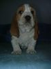 Basset Hound Foto: Kennel Moravia Bray Quentin (ID 6959) Basset Hound Hund