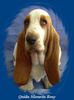 Basset Hound Foto: Quida Moravia Bray (ID 9288) Basset Hound Hund