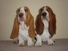 Basset Hound Foto: Kennel Moravia Bray Vadik und Scarlet (ID 9337) Basset Hound Hund