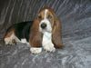 Basset Hound Hund