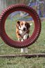 Basset Hound Foto: agility-Loonah durch den Reifen (ID 41539) Basset Hound Hund