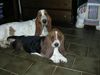 Basset Hound Hund