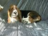 Basset Hound Hund