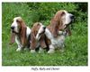 Basset Hound Hund