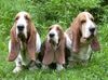 Basset Hound Hund
