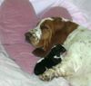 Basset Hound Foto: Bassethound - Ruby (ID 9119) Basset Hound Hund