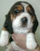 Basset Hound Hund