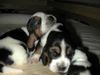 Basset Hound Foto: Schwestern beim spielen (ID 4854) Basset Hound Hund