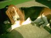 Basset Hound Hund