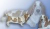 Basset Hound Hund
